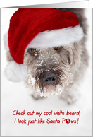 Christmas Card - Snowy Faced Pup in Santa Hat card