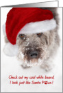 Christmas Card - Snowy Faced Pup in Santa Hat card