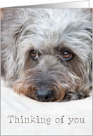 Thinking of You Card - Soulful Looking Scruffy Pup card