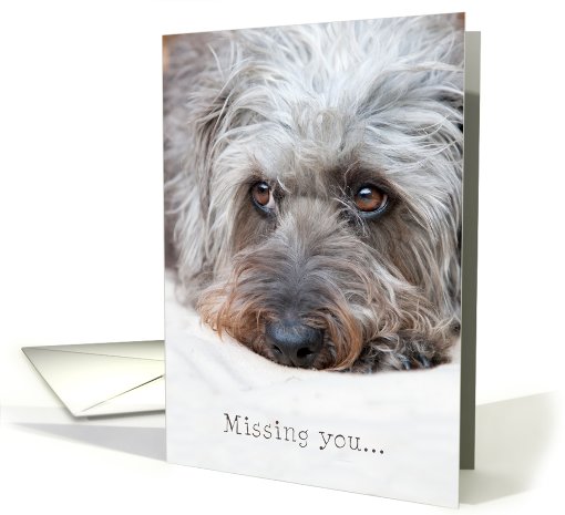 Missing You Card - Soulful Looking Scruffy Pup card (810528)