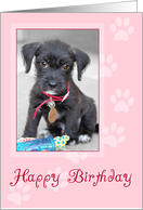 Birthday Card - Cutest Tiny Pup Ever - Pink card