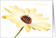 Get Well Card - Contemporary Soft Focus Flower card