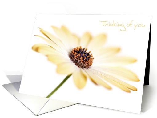 Thinking of you Card - Contemporary Soft Focus Flower card (814186)