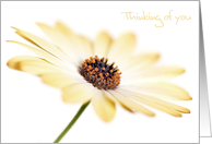 Thinking of you Card - Contemporary Soft Focus Flower card