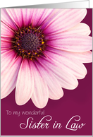 Sister in Law Birthday Card - Light Pink Flower against a Burgundy Background card