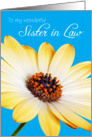 Sister in Law Birthday Card - Sunny Flower against a Blue Background card