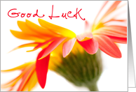 Good Luck Card - Crazy Flower card