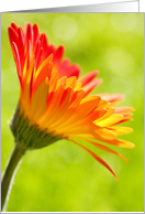 Blank Greeting Card - Flower in the Sunshine card