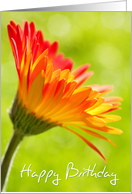 Birthday Card - Flower in the Sunshine card