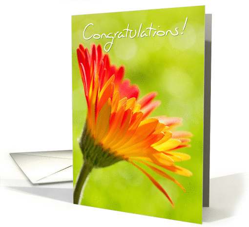 Congratulations Card - Flower in the Sunshine card (832740)