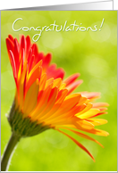Congratulations Card - Flower in the Sunshine card