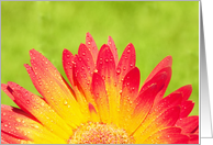 Blank Greeting Card - Sunny and Bright Flower with Water Drops card