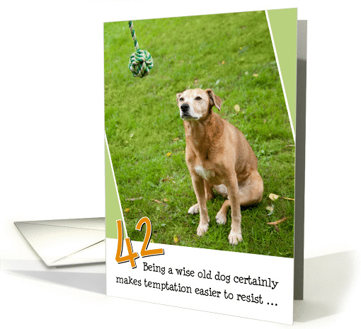 42nd Birthday Card - Humorous Old Dog Resists Temptation card (835300)