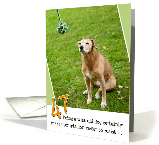 47th Birthday Card - Humorous Old Dog Resists Temptation card (835319)