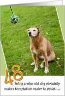 48th Birthday Card - Humorous Old Dog Resists Temptation card