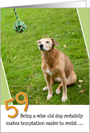 59th Birthday Card - Humorous Old Dog Resists Temptation card