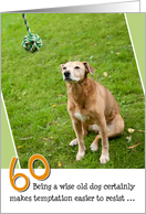 60th Birthday Card - Humorous Old Dog Resists Temptation card