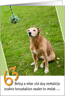 63rd Birthday Card - Humorous Old Dog Resists Temptation card