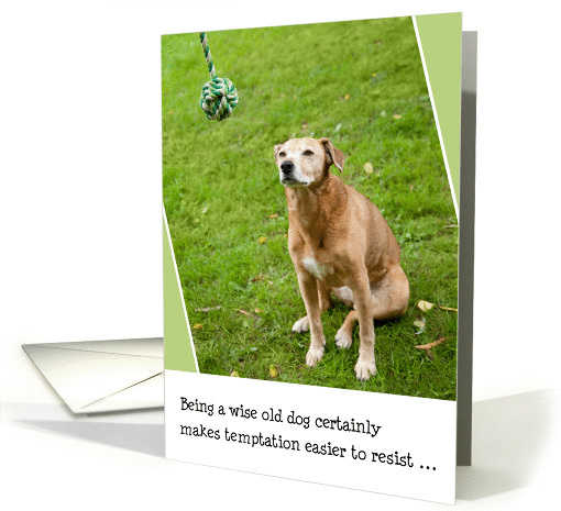Birthday Card - Humorous Old Dog Resists Temptation card (835375)