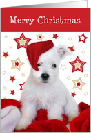 Christmas Card - Westie Puppy in Santa Hat with Stars Background card