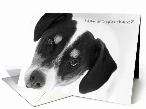 Just To Say Hi, Greeting Card - Cute Jack Russell Terrier card