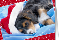 Christmas Card - Cute Puppy in Santa Hat card