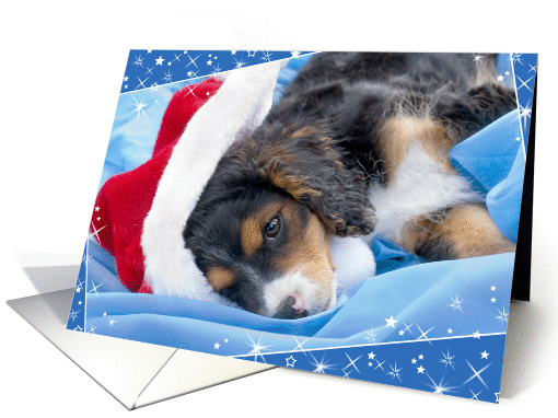 Christmas Card - Cute Puppy in Santa Hat card (870544)