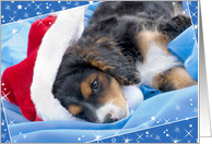 Christmas Card - Cute Puppy in Santa Hat card