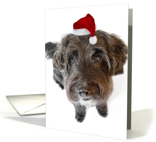 Humorous Christmas Card - Hairy Dog in Tiny Santa Hat card (881210)