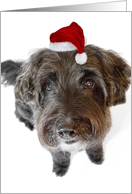 Humorous Christmas Card - Hairy Dog in Tiny Santa Hat card