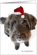 Humorous Christmas Card - Apologetic Dog in Tiny Santa Hat card