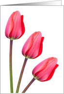 Blank Greeting Card - Red Tulip Trio card