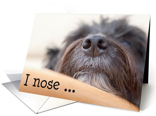 Humorous Birthday Card - The Dog Nose card (933534)