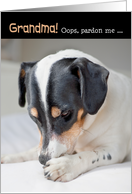 Grandma Humorous Birthday Card - Dog Burp card