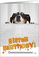 Sister Humorous Birthday Card - Dog Peeking Over Table card