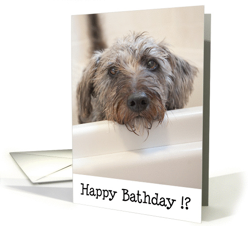 Humorous Birthday Card - Dog in Bath card (981029)
