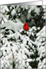Christmas Cardinal in Camillia Tree card