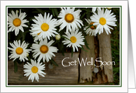 Get Well Healing Thoughts Daisies card