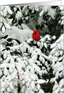 Christmas Cardinal...