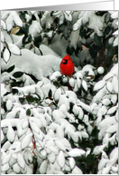 Christmas Cardinal in Camillia Tree card