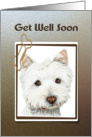 Get Well Soon, cute Westie dog Card