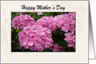 Happy Mother’s Day Card, with Pink Hydrangea Flower design card