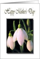 Happy Mother’s Day with Pink Snowdrops Card