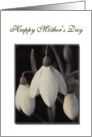 Happy Mother’s Day Card, with sepia snowdrops card