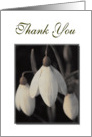 Thank You For Your Kindness, with sepia snowdrops card