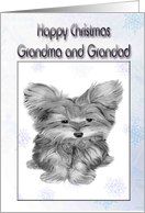 Merry Christmas Card to Grandma and Grandad, with Cute Yorkie Dog card