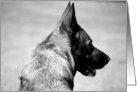 German Shepherd Dog Baila card