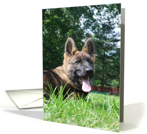 German Shepherd Dog Raina card (797667)