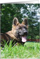 German Shepherd Dog Raina card