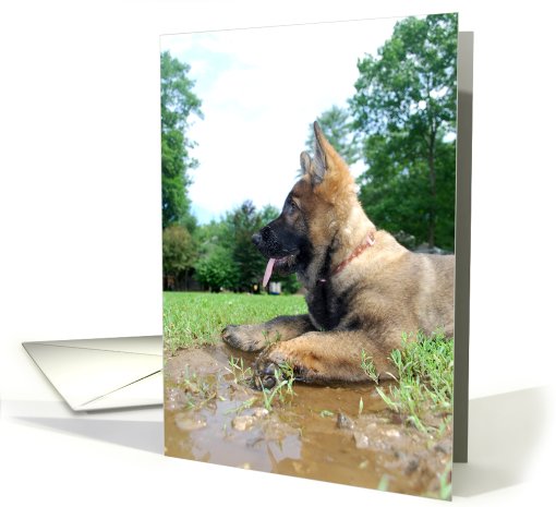 German Shepherd Dog Raina card (797671)